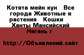 Котята мейн кун - Все города Животные и растения » Кошки   . Ханты-Мансийский,Нягань г.